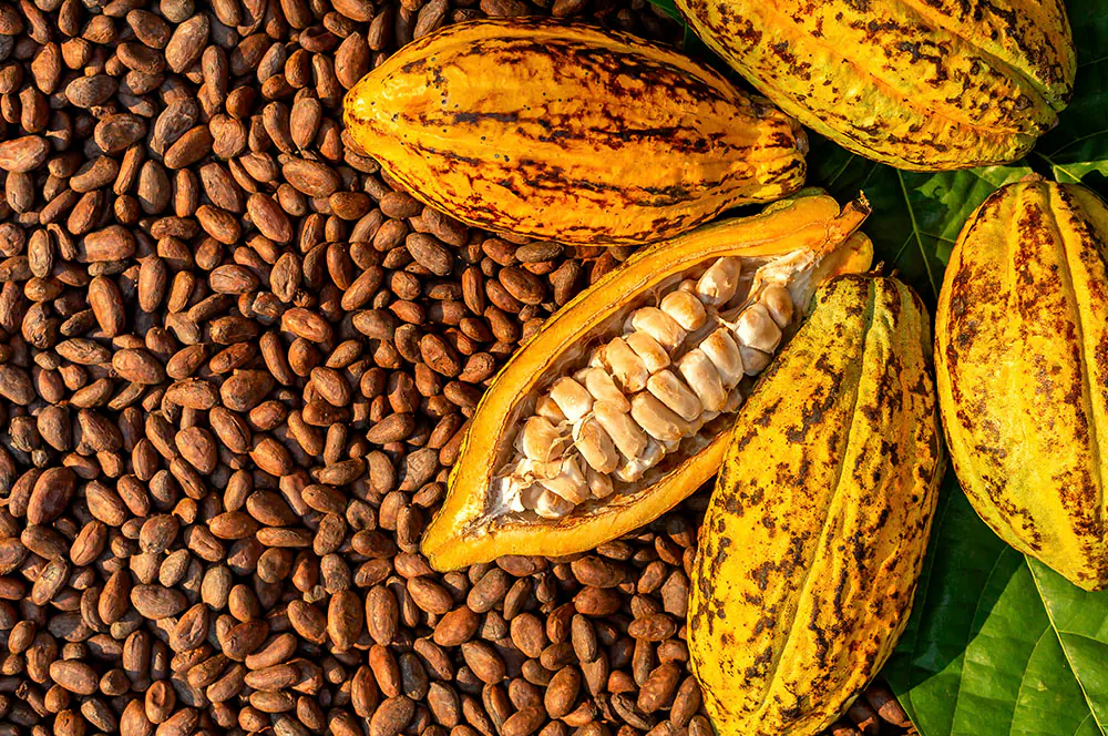 Brazilian Cocoa Export