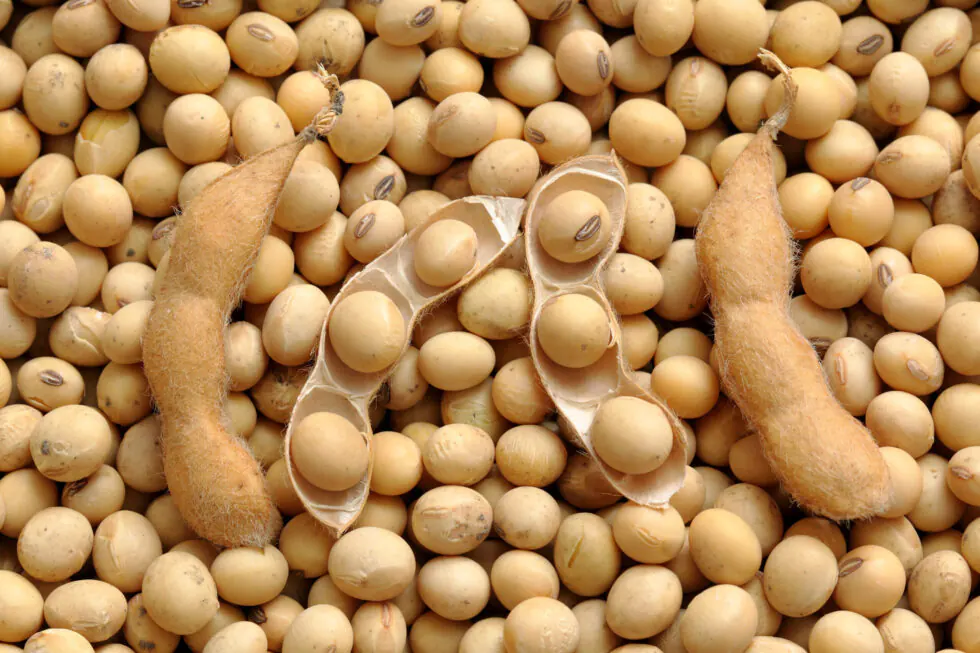 Brazilian Soybean Export